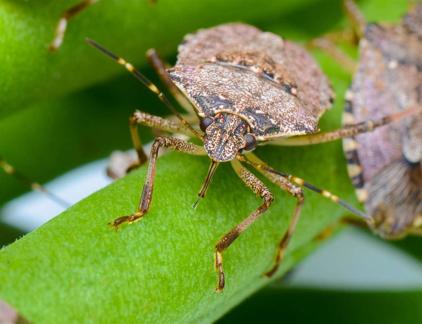 The adult stink bug now being probed by scientists. Picture: T Haye/CABI