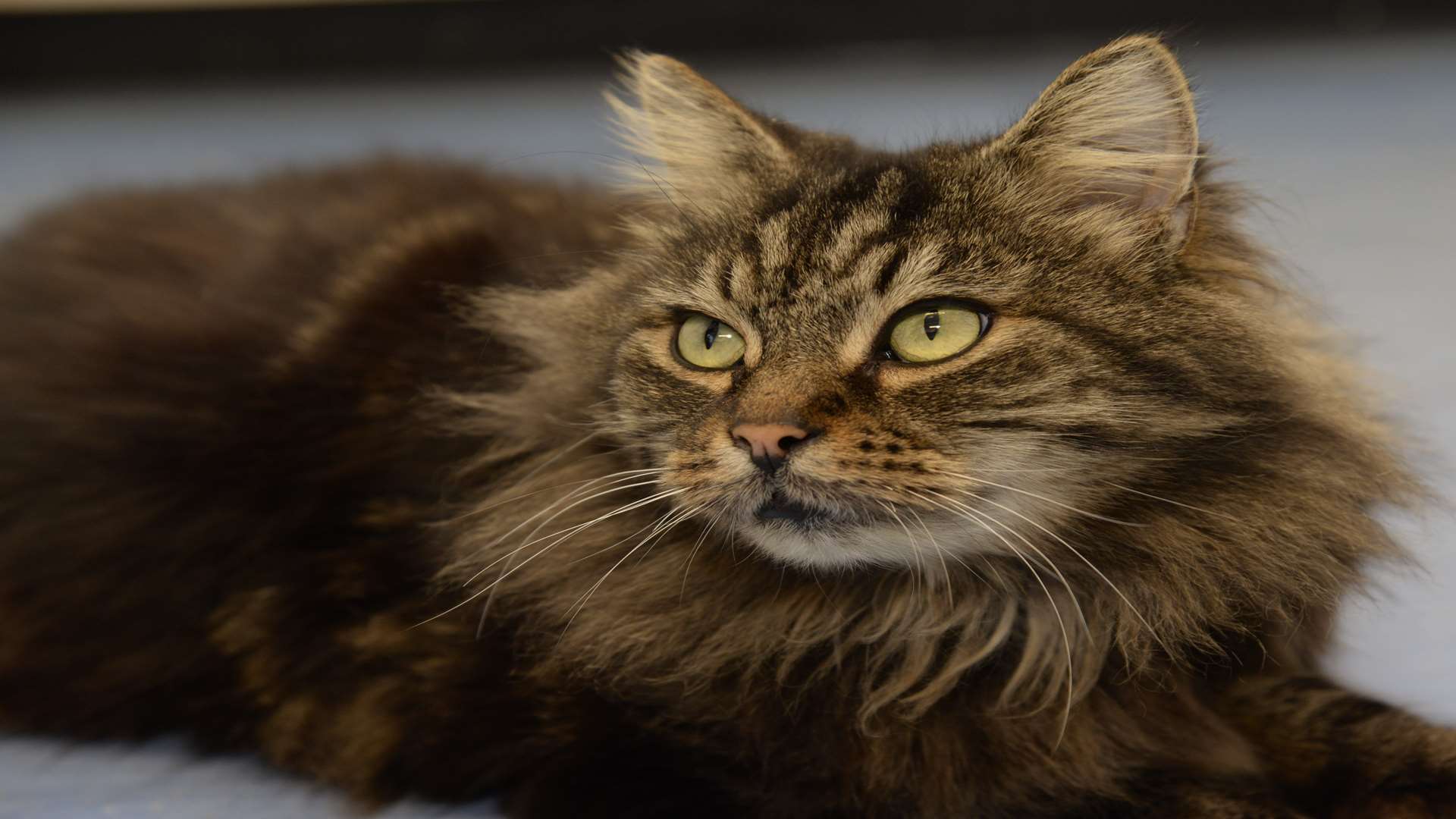 King Loui, chief rat catcher at Eastchurch Water Treatment Works. Picture: Chris Davey