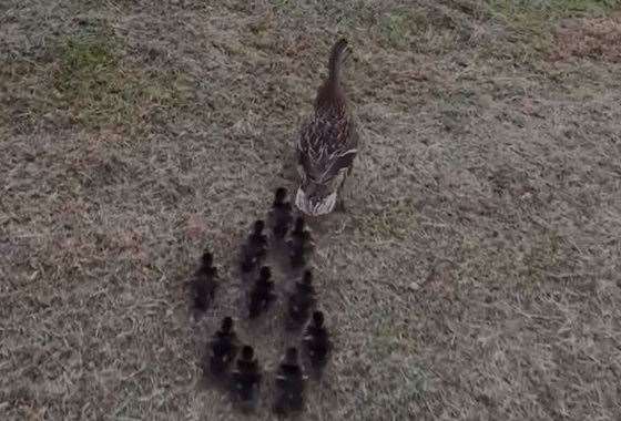 The mother and her 10 ducklings returned to the park following help from members of the public. Picture: Toni-lee Paine