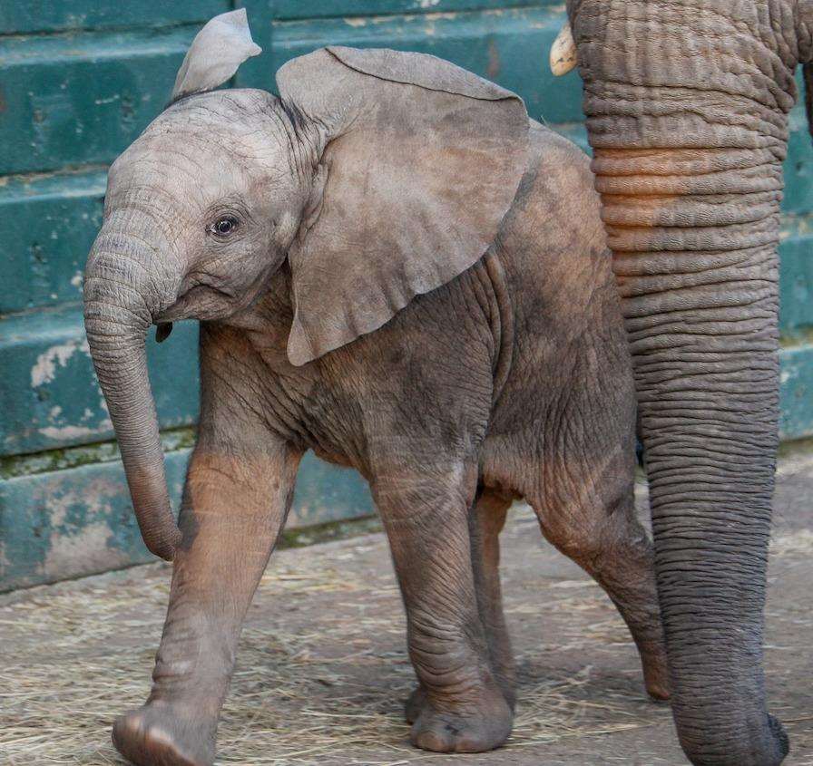 See elephants at Howletts