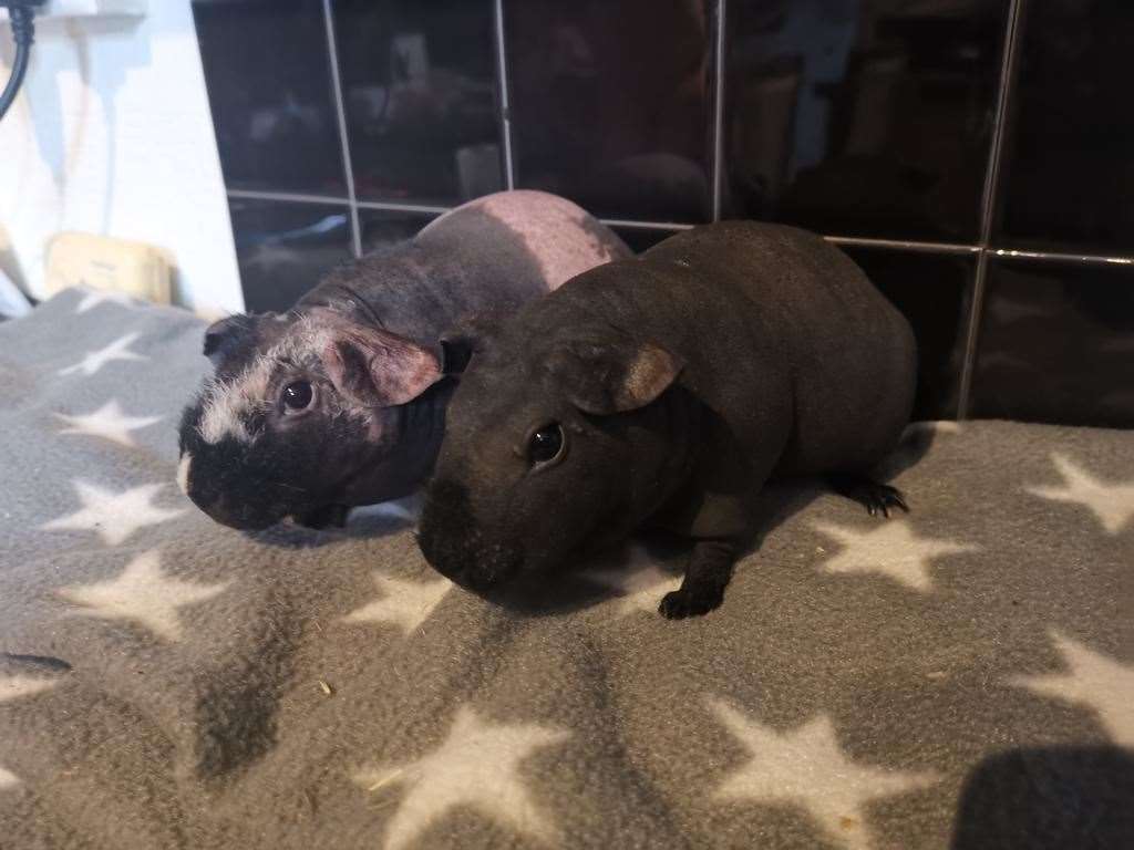 Two of the guinea pigs that died. Picture: Sara Smith