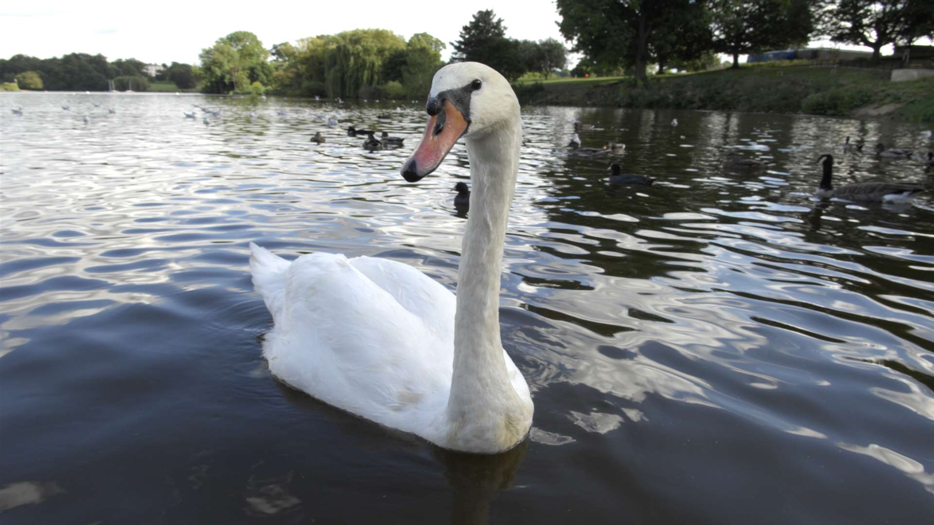 Swans are on the track are currently causing delays. Picture: Martin Apps