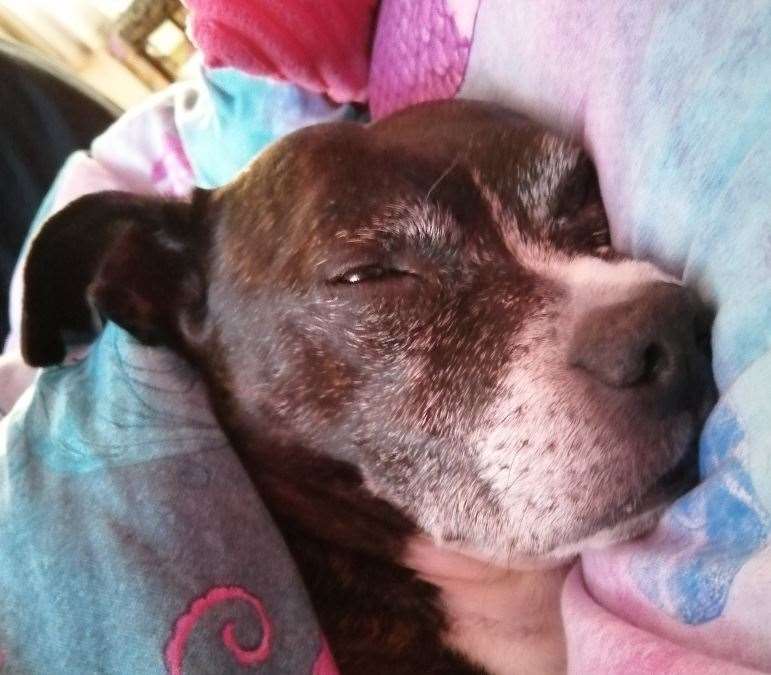 Rosie and Jim, the family's dogs died the house fire on Victory Drive, Kings Hill. Picture: Angela Scott