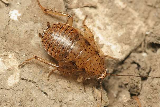 Cockroaches like this were found. Stock image