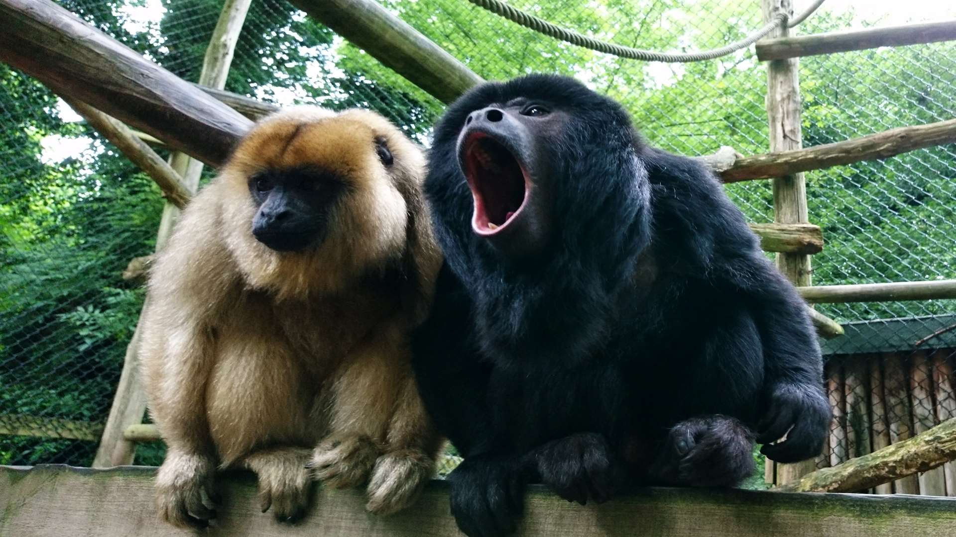 Animals at Port Lympne Reserve