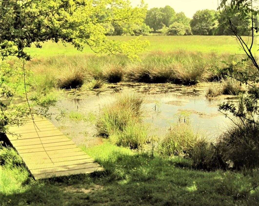 The Limes Land pond, which campaigners are hoping to protect