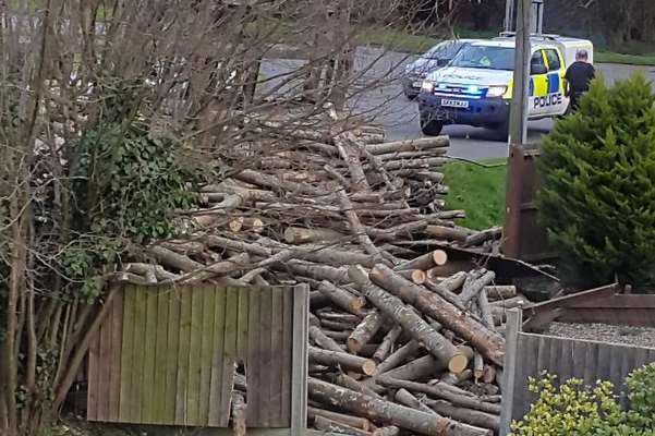 Eileen Marden took these photos of the logs.