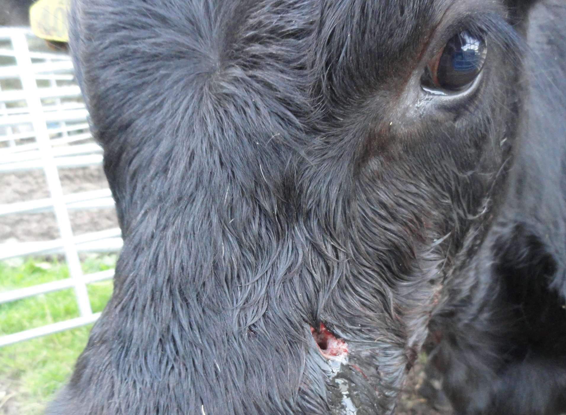 This cow was attacked by Staffordshire Cross at St Martin's Battery