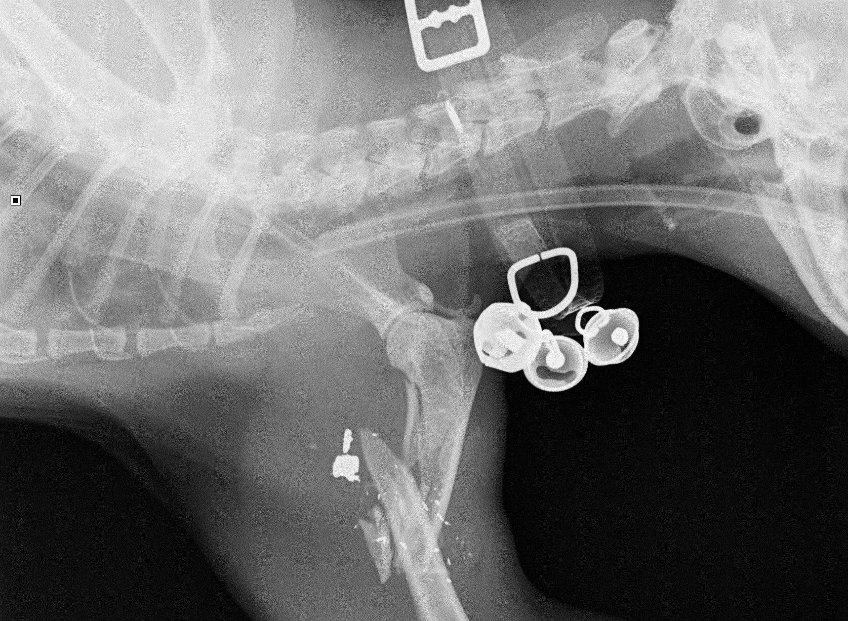 An X-ray shows Smidge's injury, caused by an airgun pellet