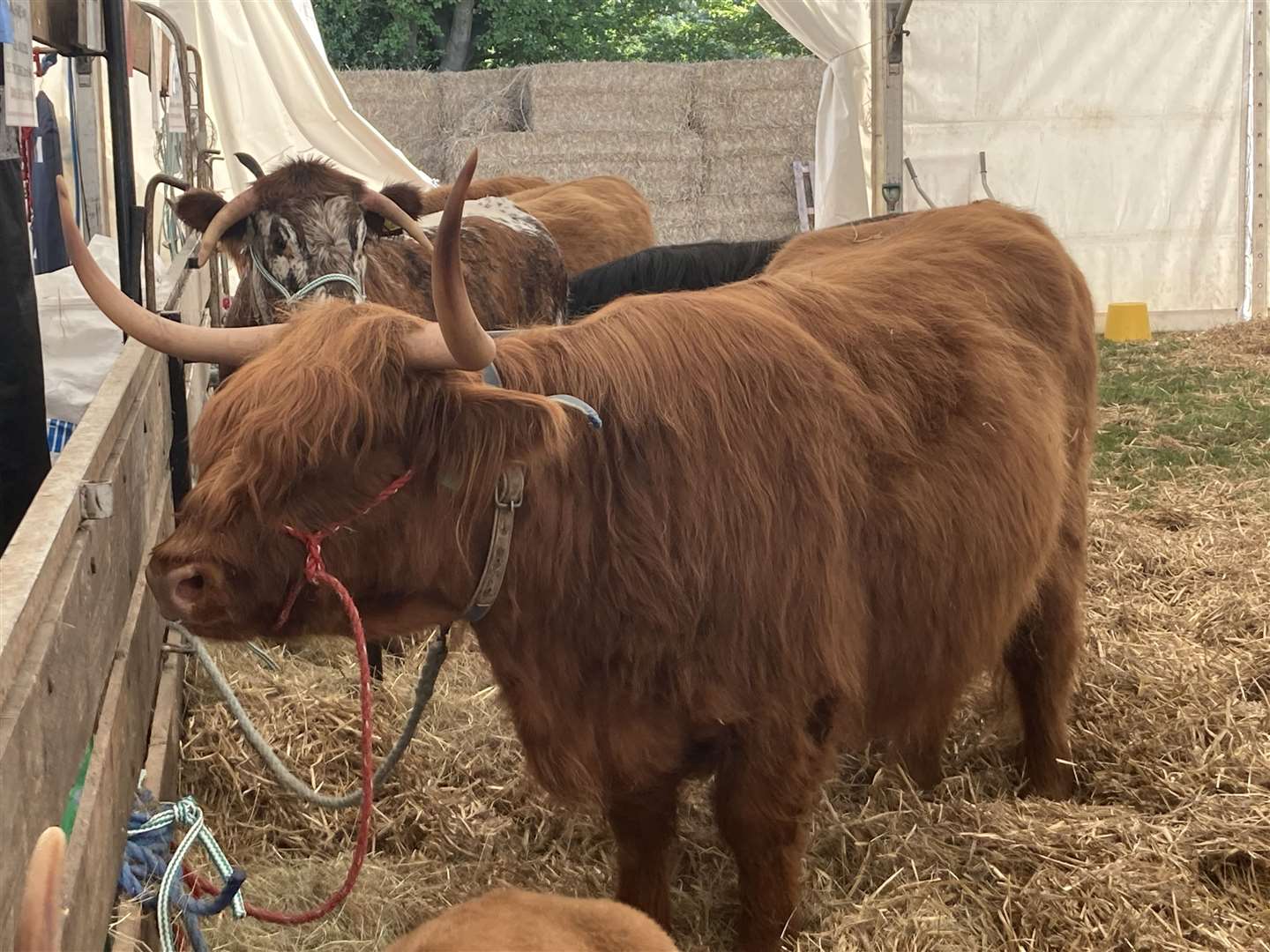 Explore the world of agriculture and farming at the annual Kent County Show. Picture: John Nurden