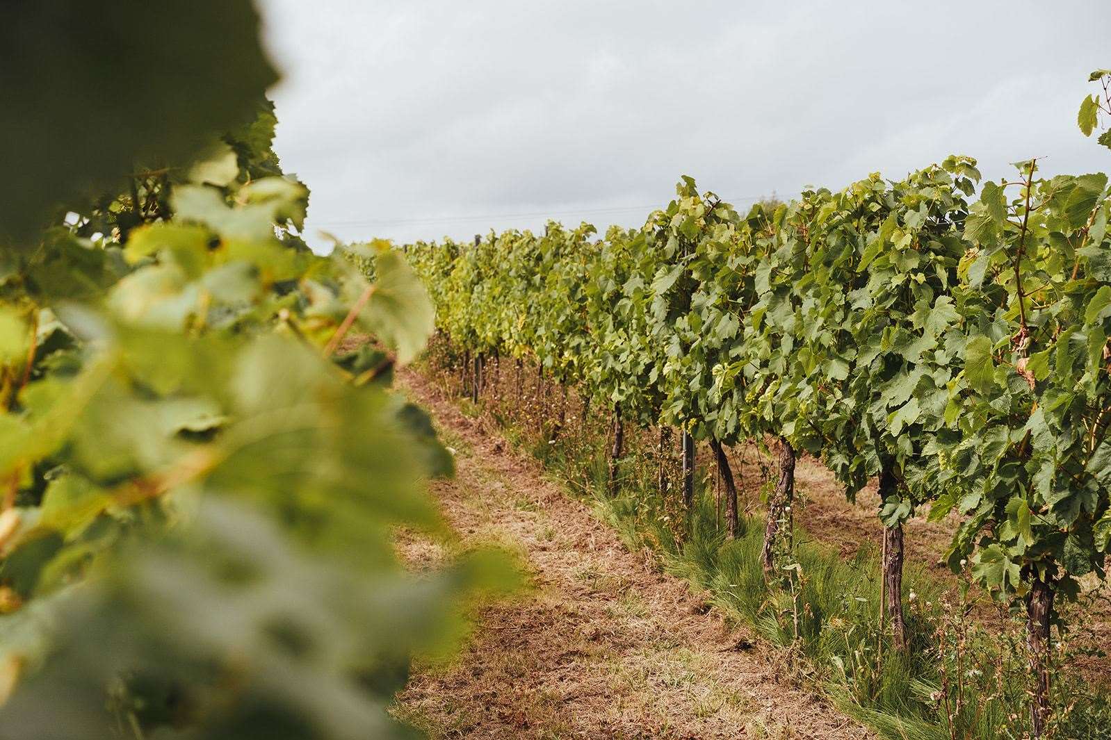 Woolton Farm at Bekesbourne has just one vineyard