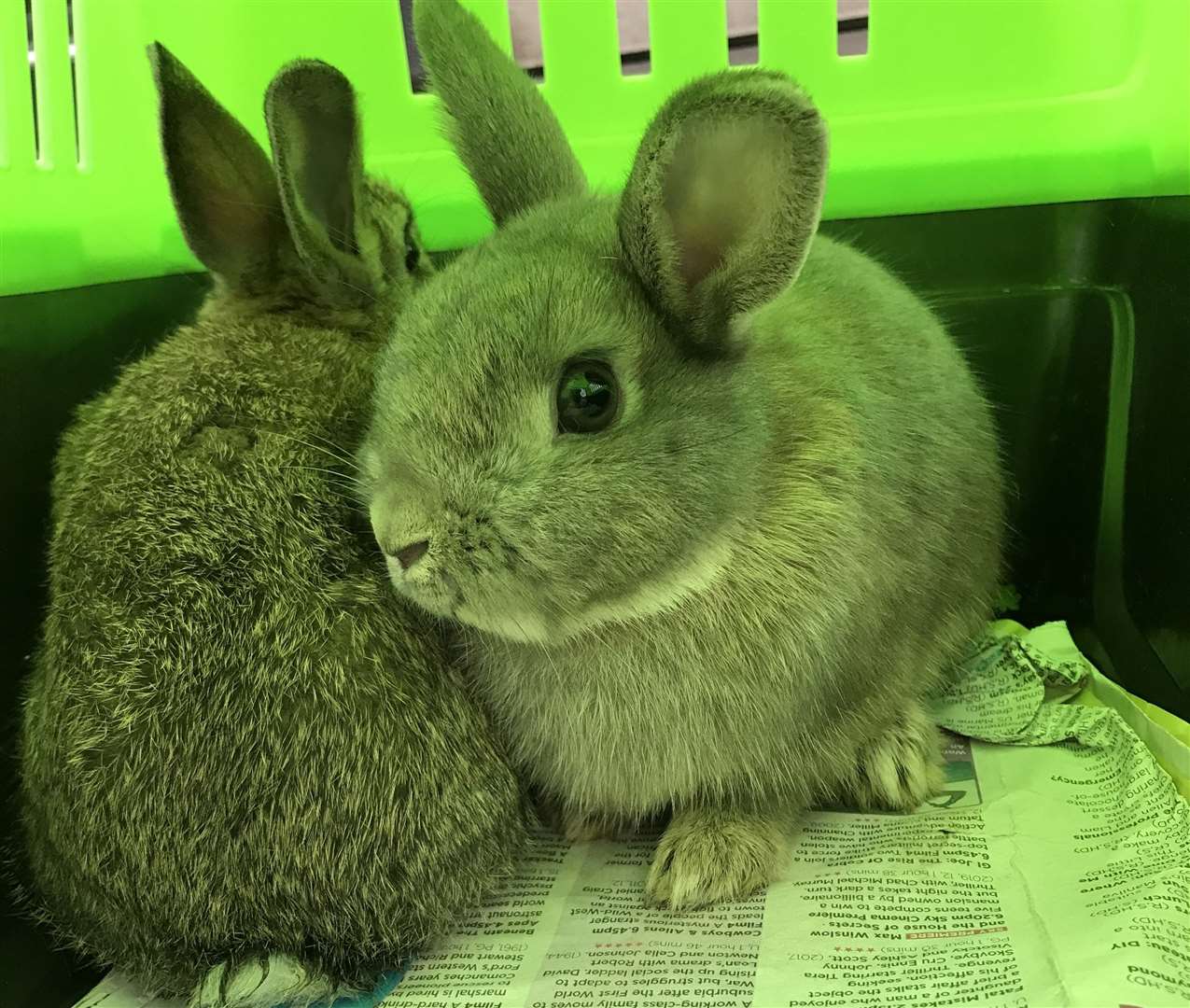 Ten rabbits were found in Sandringham Drive, Dartford. Picture: RSPCA