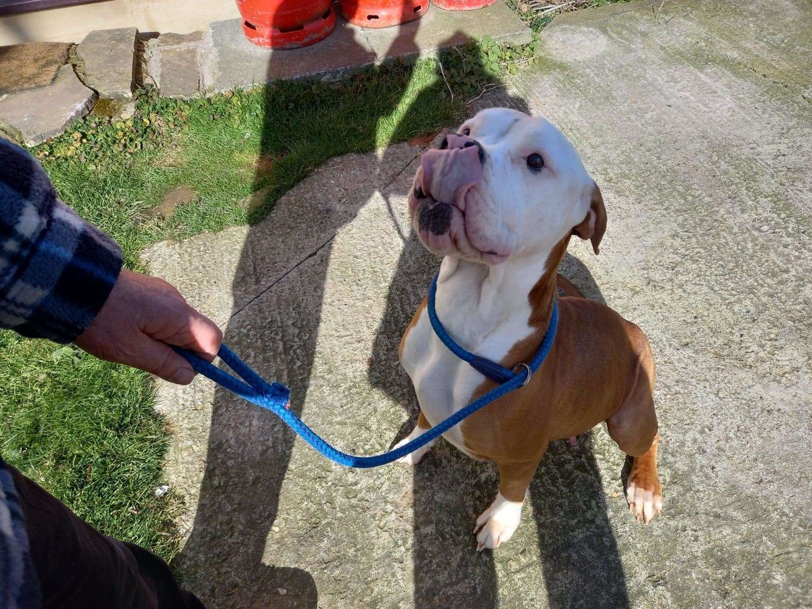 Daisy May weeks after being rescued. Picture: Guardian Angels