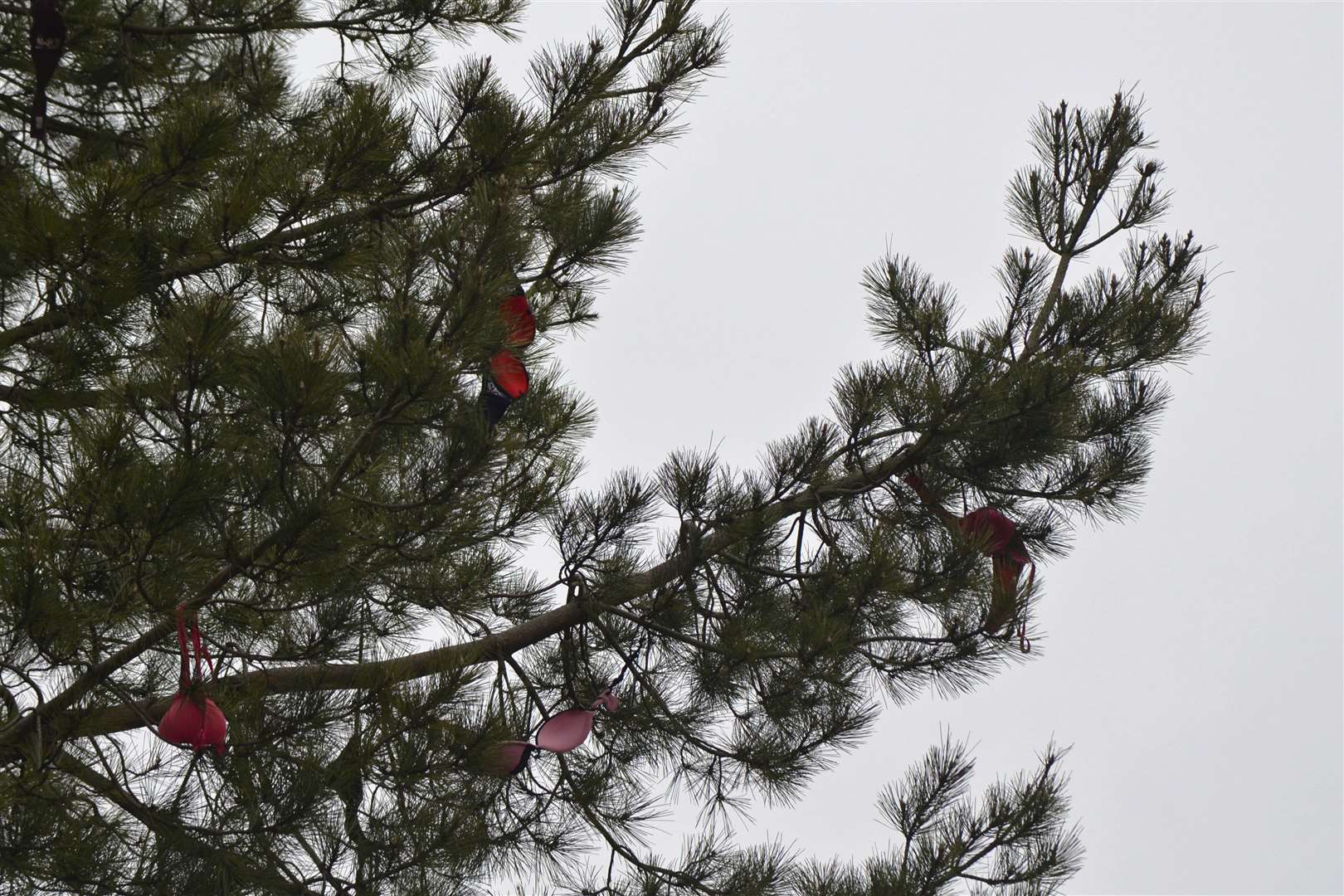 A tree on Bonny Bush Hill, Kingston with lots of bras hanging from the branches in 2017. Picture: Ruth Cuerden