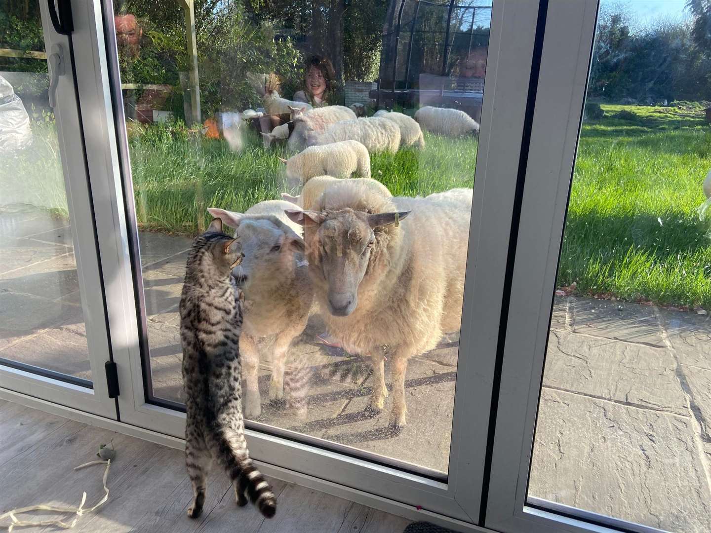 The sheep are now safely home following their adventure. Picture: Diane Fisher