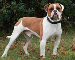 An American bulldog. Stock picture: Wikimedia Commons/Tha1uw4nt