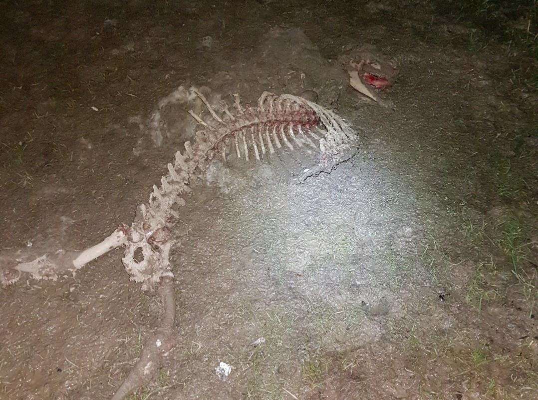 A largely decomposed calf carcass allegedly left in an open field at Little Oakhurst Brissenden Farm. (7182572)