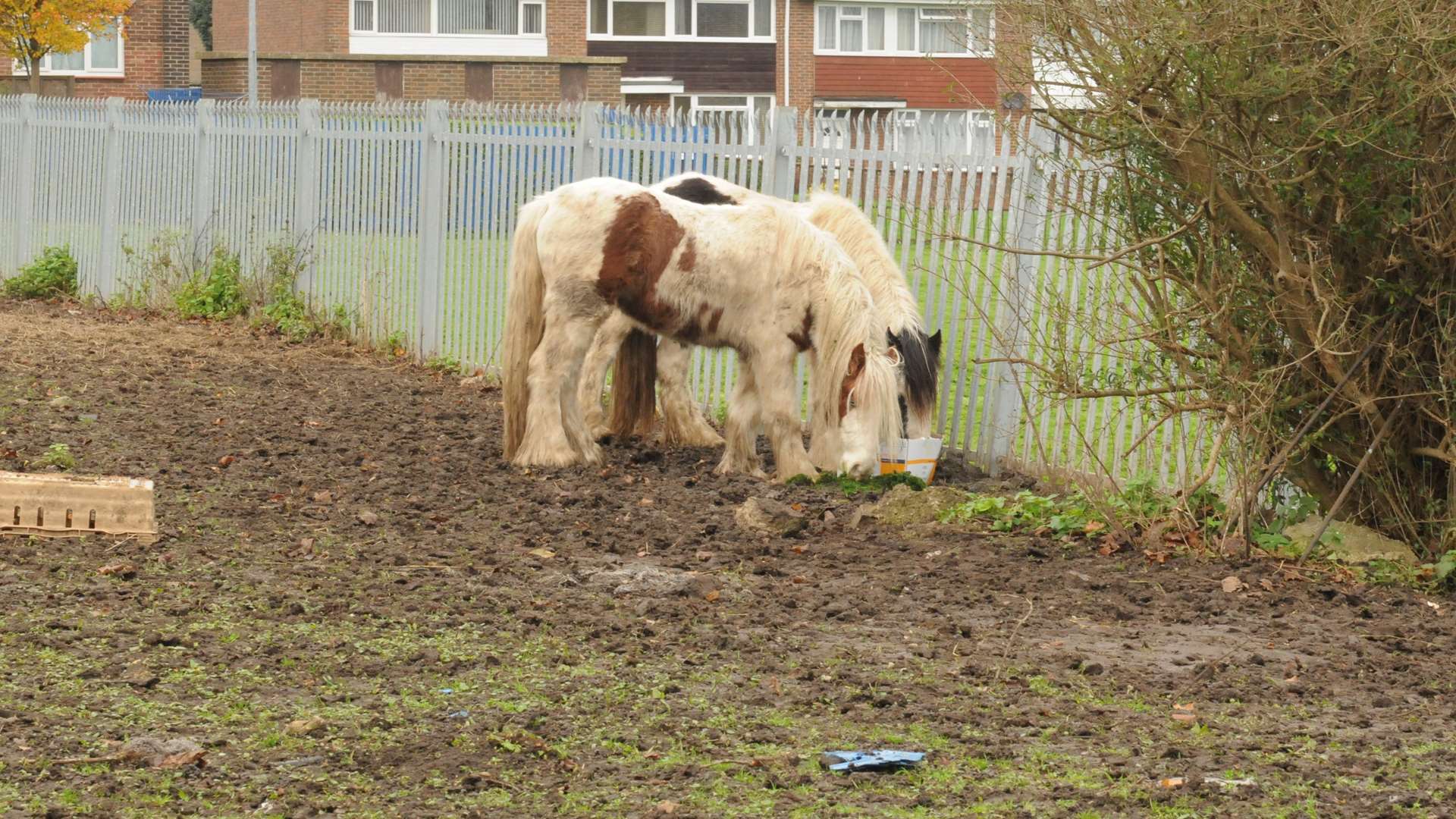 The horses are on land near Chatham Cemetery.