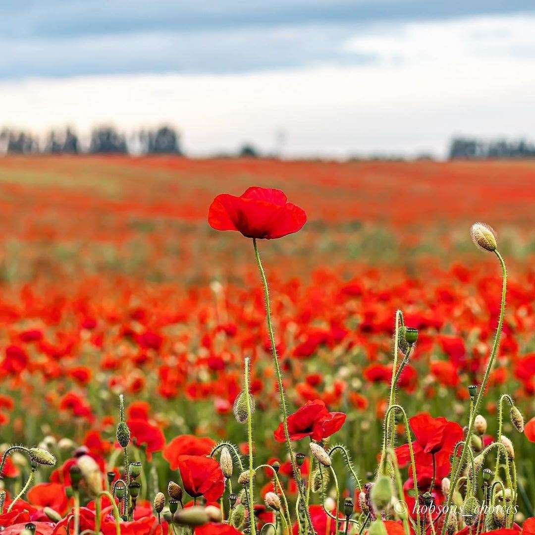 Poppy fields in Faversham. Photo: hobsons_choice on Instagram