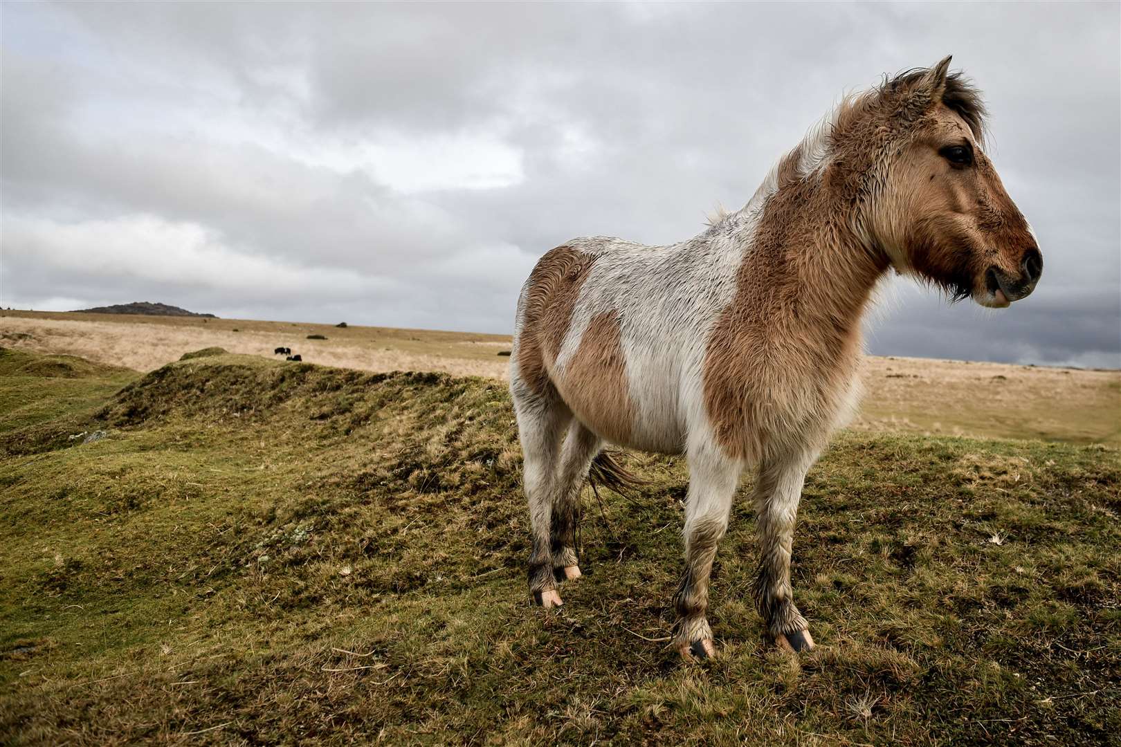 The average house price in Dartmoor is £310,000, Nationwide Building Society said (Ben Birchall/PA)