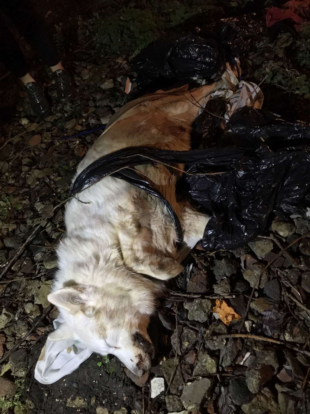 The husky found dumped in a field off Central Road, Dartford had been tied up and wrapped in a sheet. Picture: RSPCA