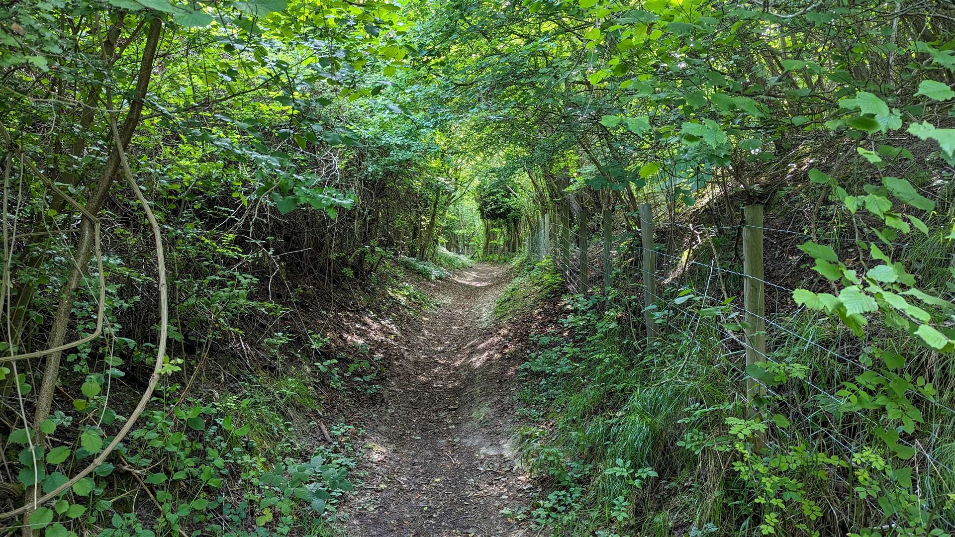 The steep path leading up towards the top of the Downs