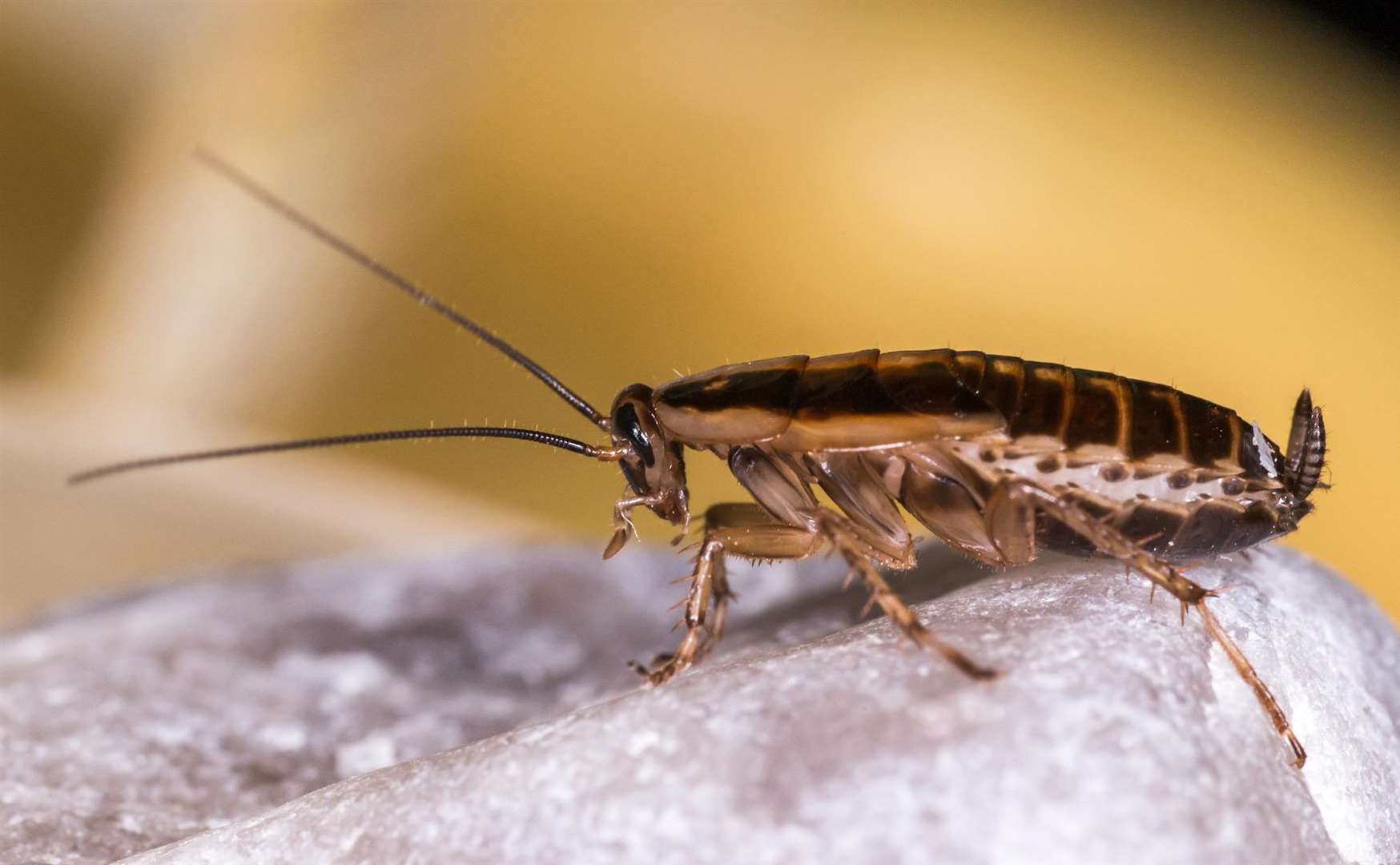 The German cockroach (Blattella germanica)