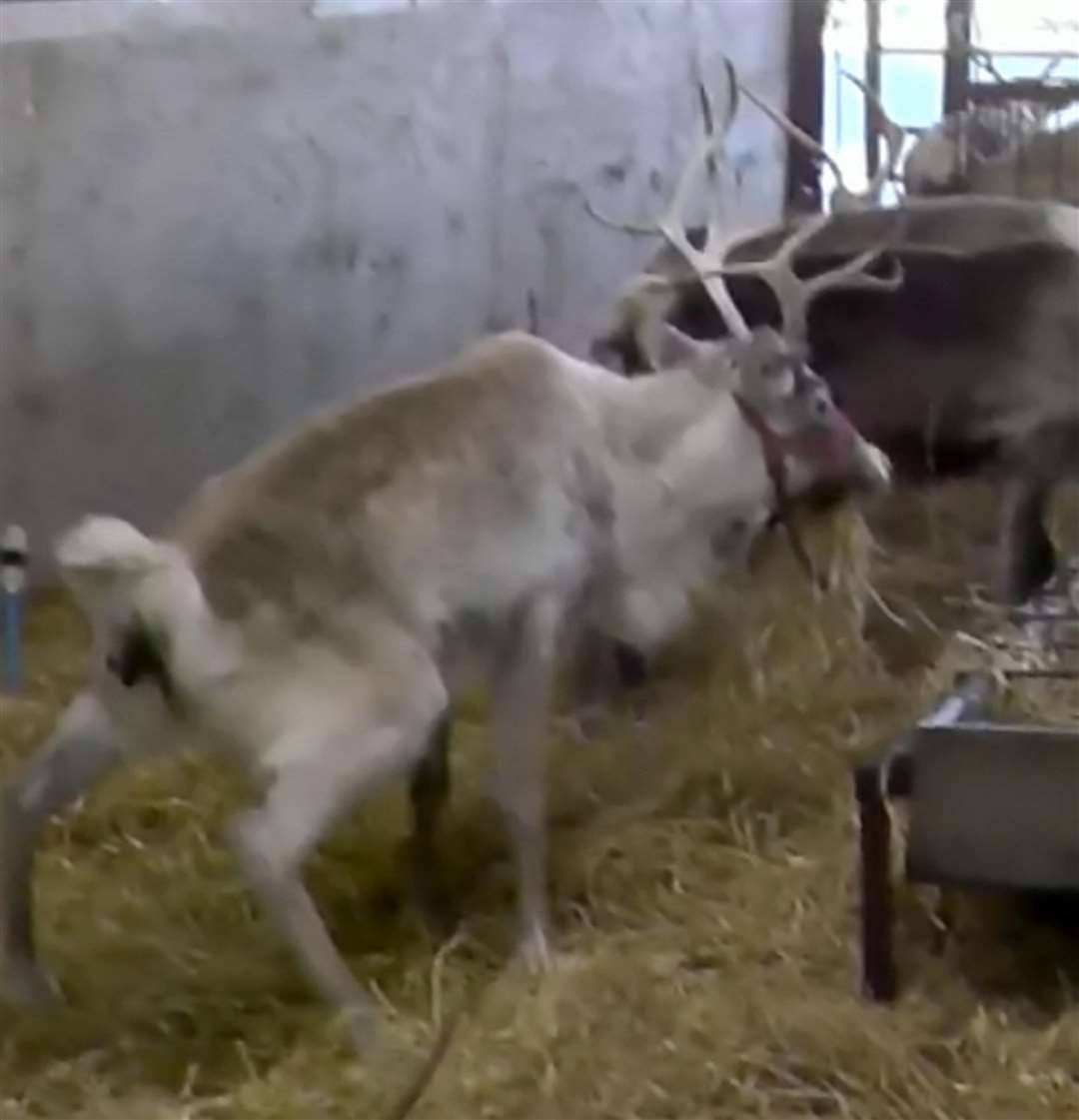 Reindeer at Kent Reindeer Centre, as seen in undercover footage captured by Animal Aid at UK farms. Picture: SWNS