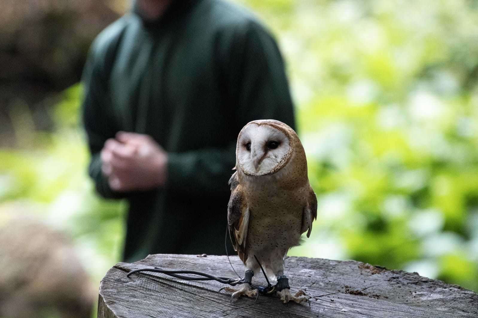 Willows Birds Of Prey's Luna the owl