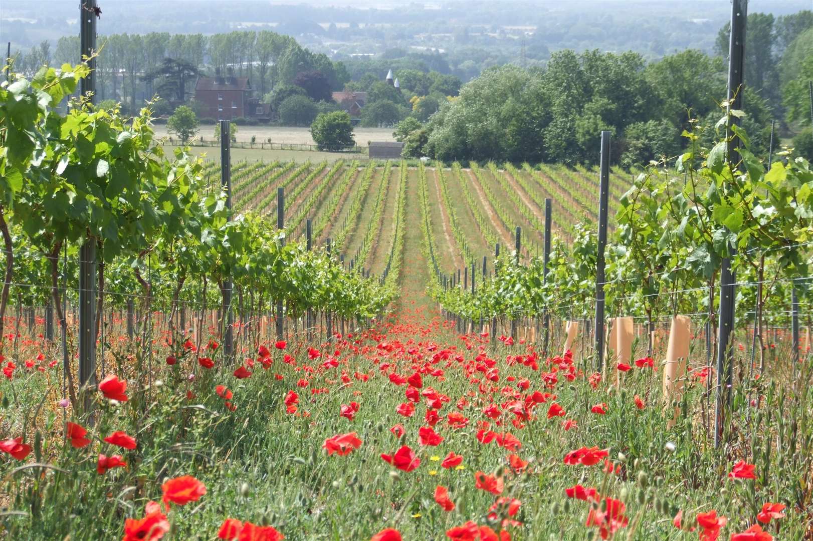 Chapel Down's Kit's Coty vineyard