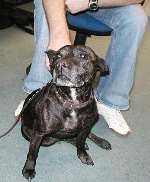 The dog is being cared for at Folkestone Police Station