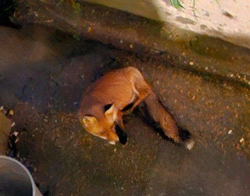 The fox began sitting in Limara Slade's Dover garden. Picture: Limara Slade