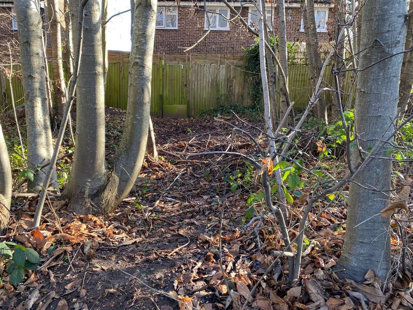 The woodlands after a clean up. Picture: Marion Rodgers