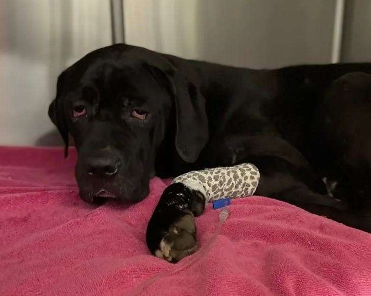 Annie the cane corso was put to sleep after being cared for by the Swale dog warden. Picture: SBC