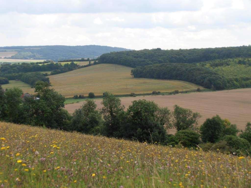 Brockles Field at Ranscombe Farm Reserve. Picture: Richard Moyse