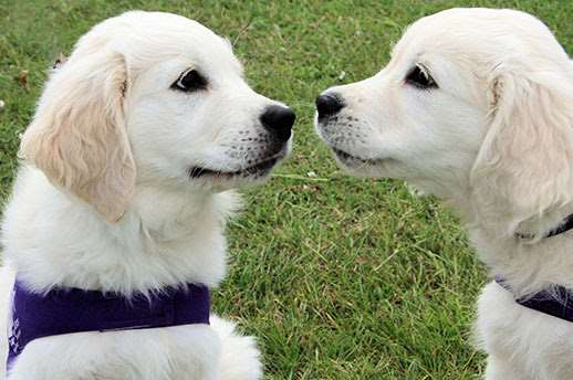 Hero dogs and their owners have been honoured across the globe