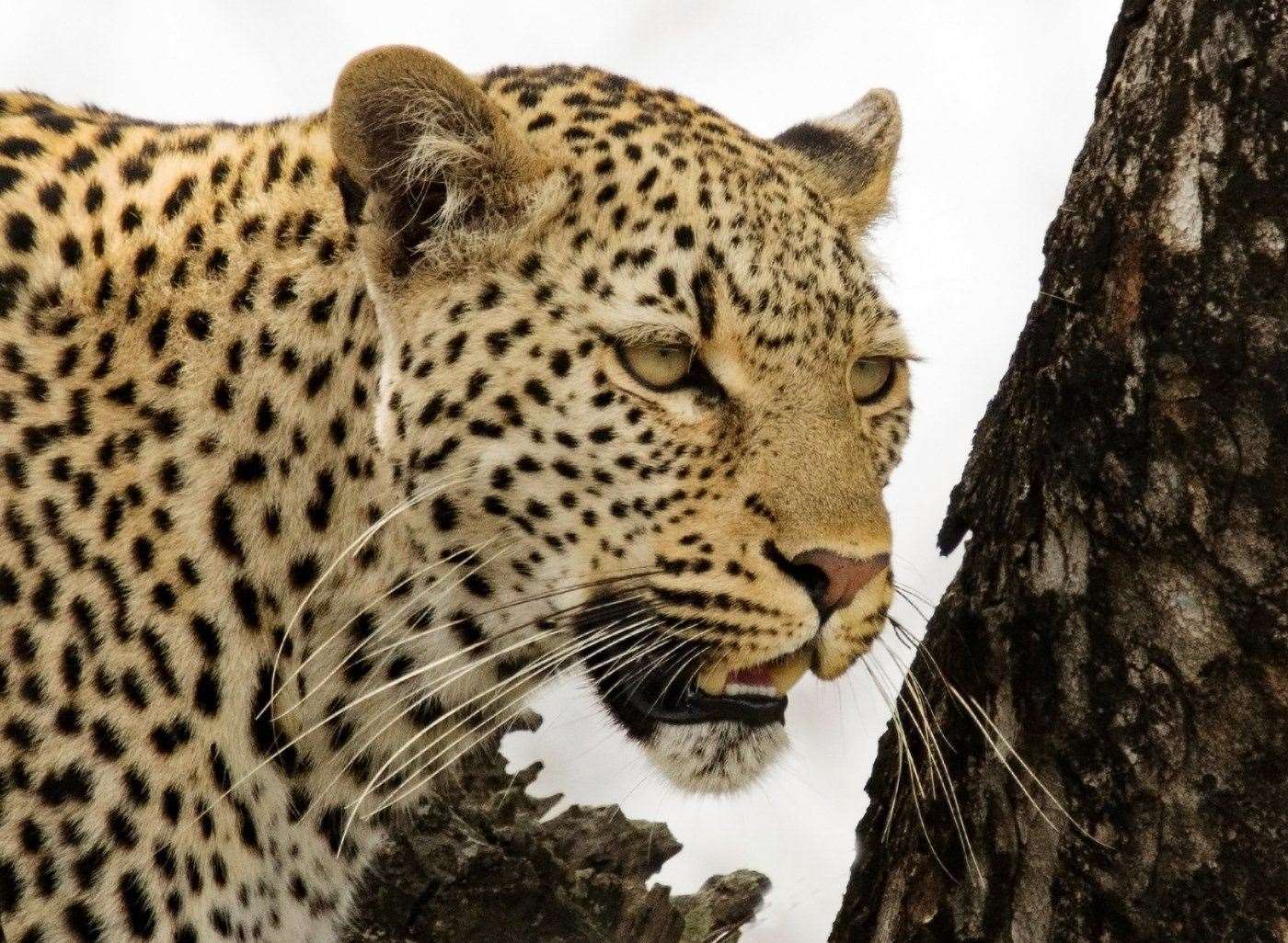 A motorist claimed to have seen a large cat which he described as being fox-sized with leopard markings. Stock image