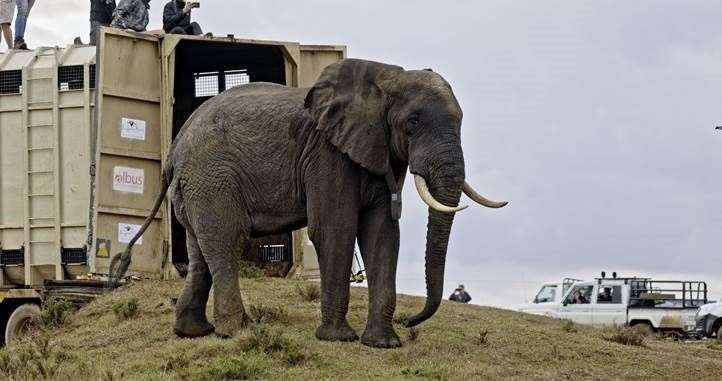 The Aspinall Foundation has helped relocate three young elephant Tuskers to new homes in South Africa. Picture: Aspinall Foundation