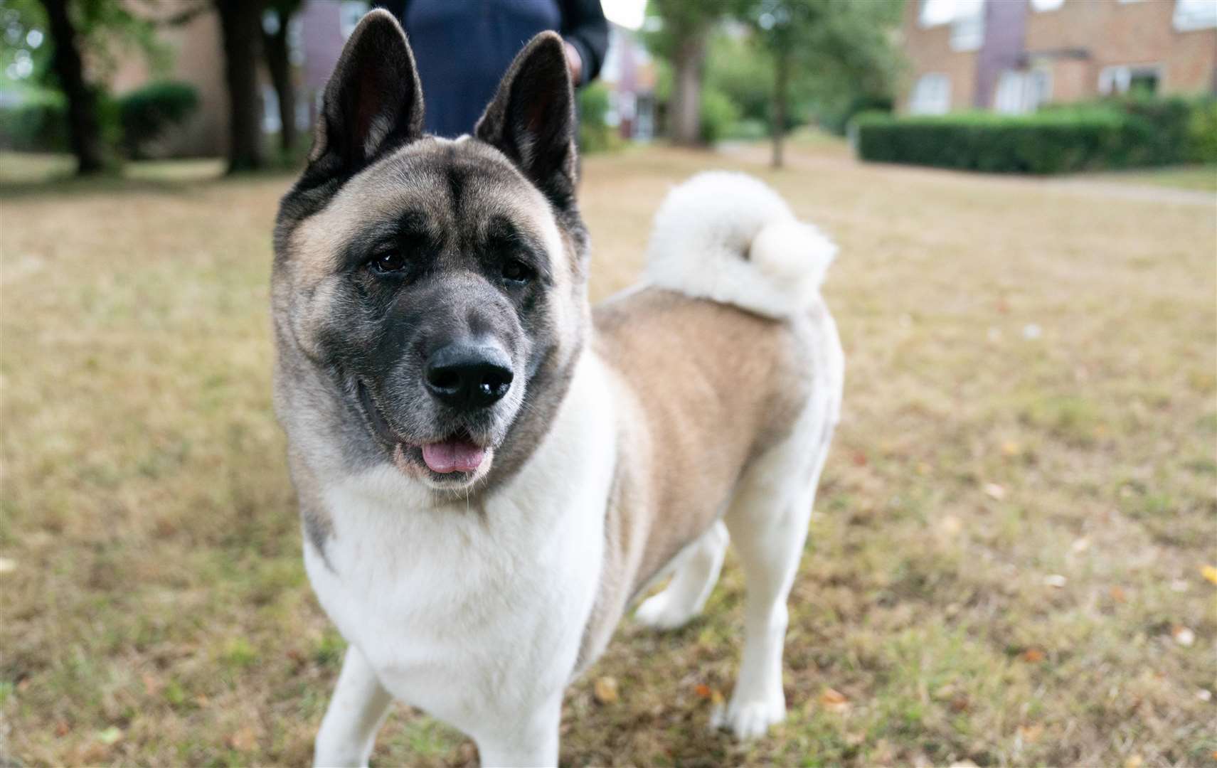 Three-year-old Sheira has been rewarded after saving her owners life. Picture: Pennard Vets