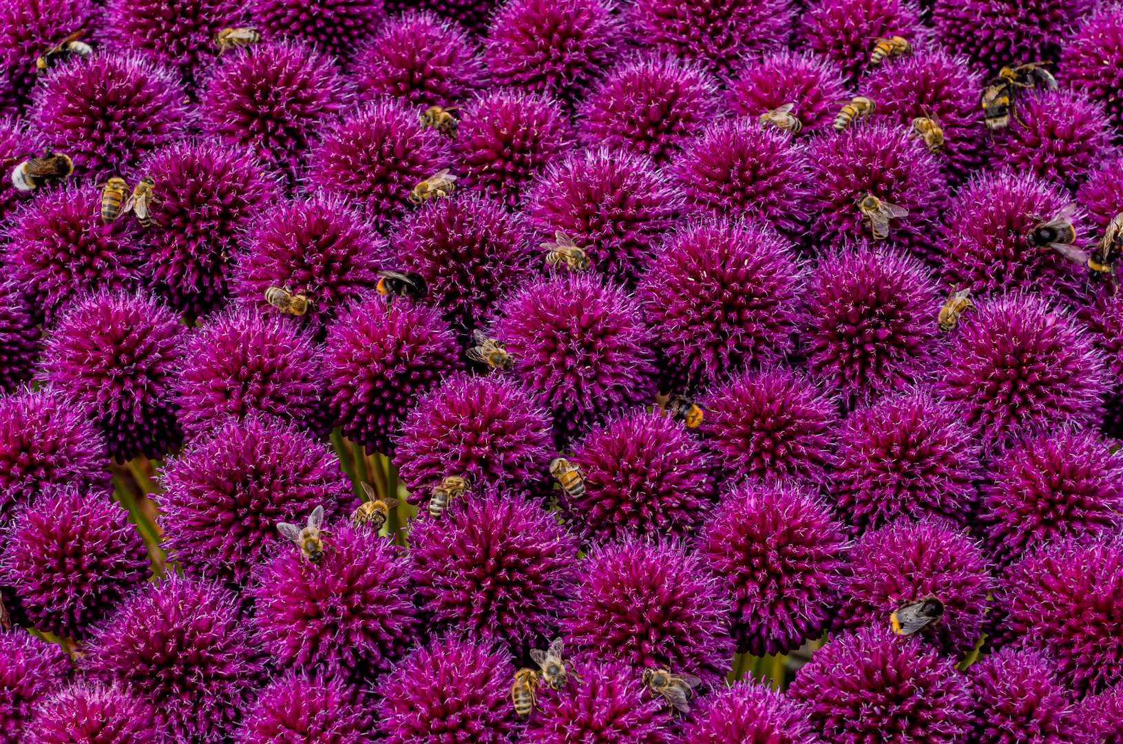 Busy Bees came first in the social media category (Steve Palmer/RHS/PA)