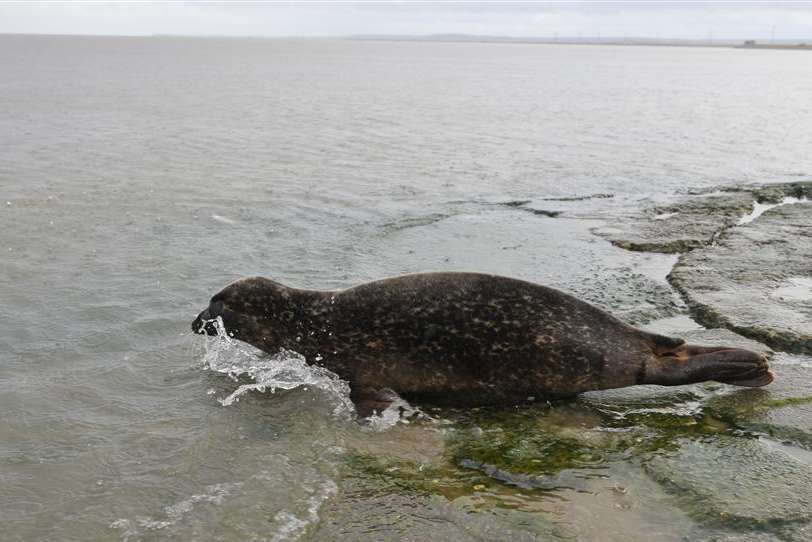 Splashdown! The seal pup makes it to the water’s edge