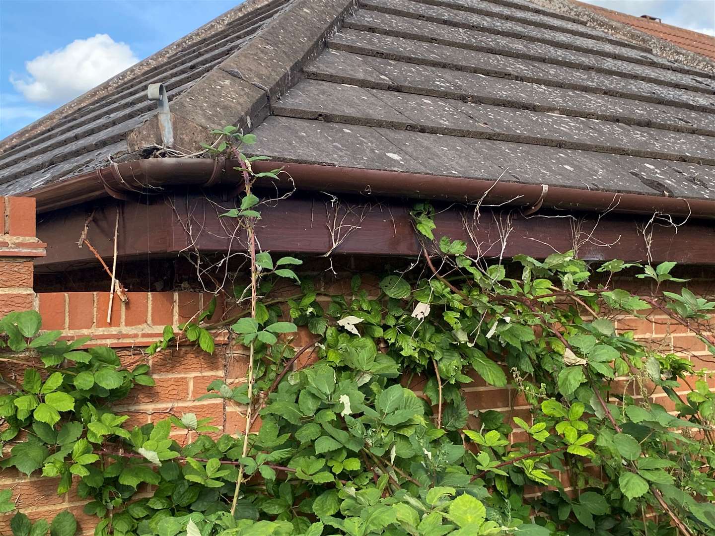 Julia fears it will cause damage to her guttering and soffits