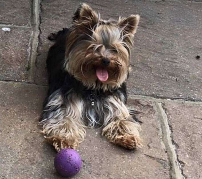 Teddy went into Parkvets in Longfield to have some teeth removed (19357558)