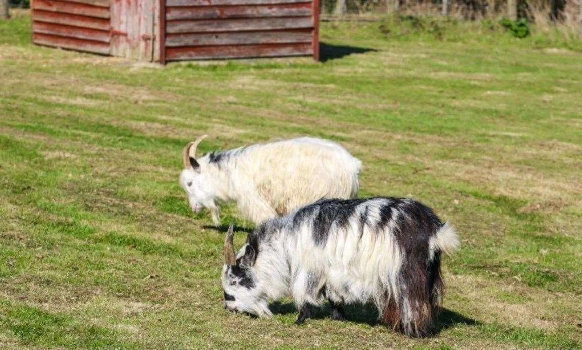 Goats graze nearby. Picture: Graham John agents