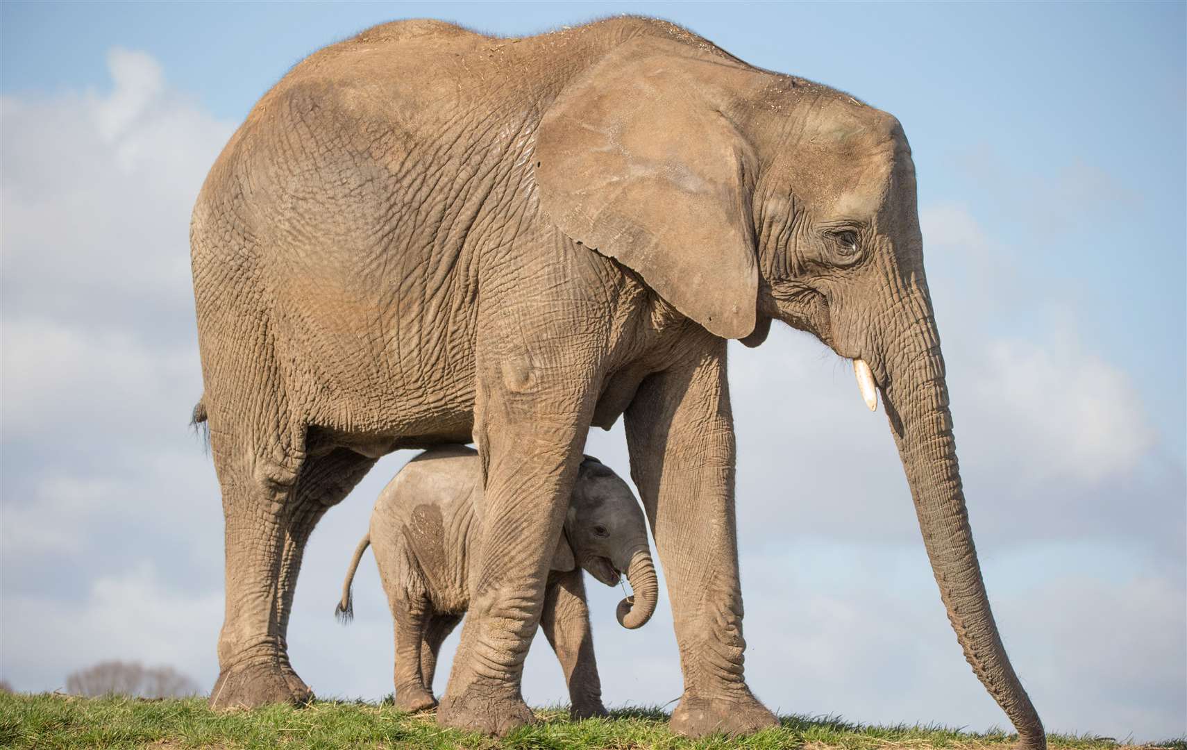 Howletts is celebrating its herd of African elephants with extra keeper talks and craft activities. Picture: Howletts