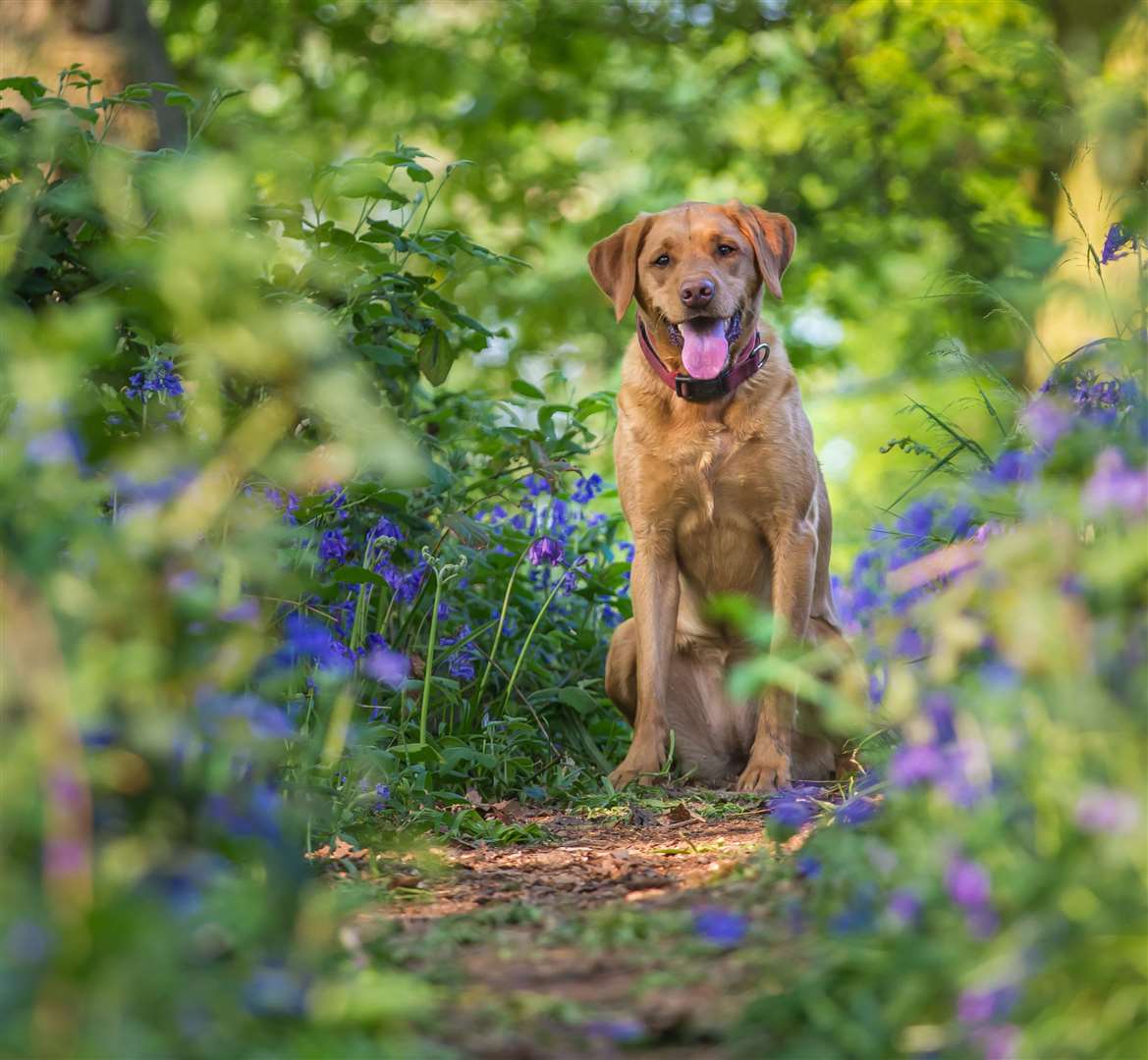 Take a carefully countryside walk through a bluebell wood