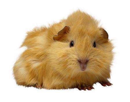 A guinea pig.