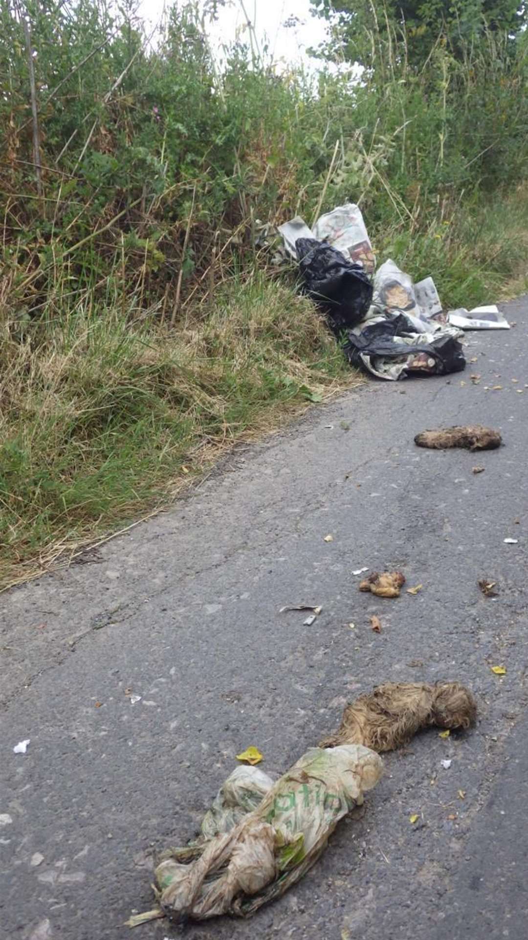 The puppies fell off the back of a trailer