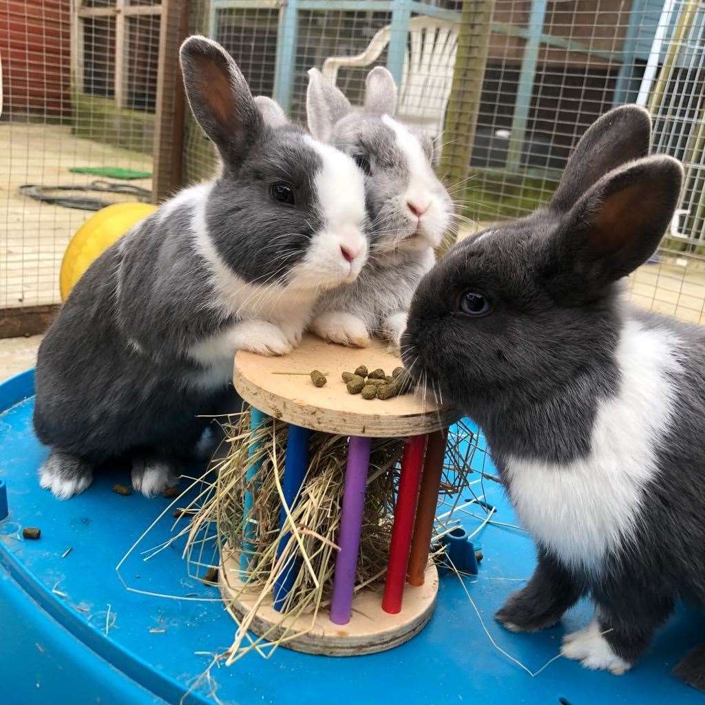 Rosie, Roxy and Romy have now found new homes. Picture: Becky Blackmore