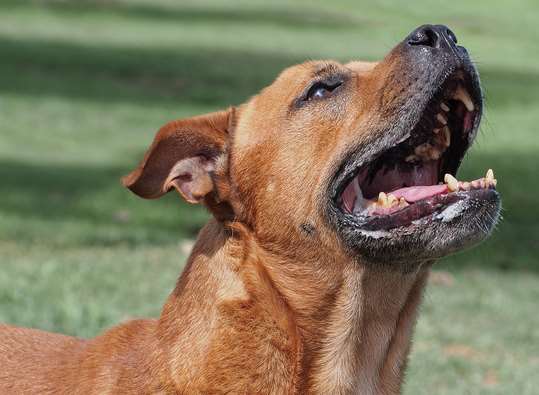 The dog was a Staffordshire bull terrier. Stock image.